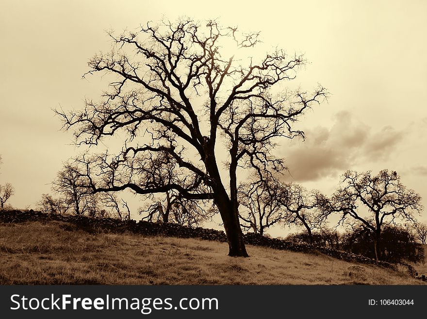 Tree, Sky, Woody Plant, Branch