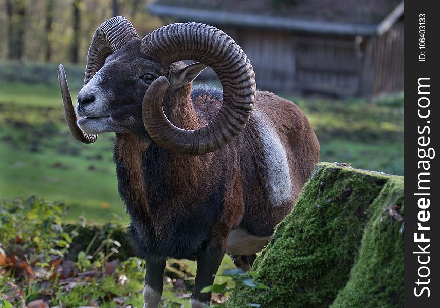 Horn, Argali, Fauna, Terrestrial Animal