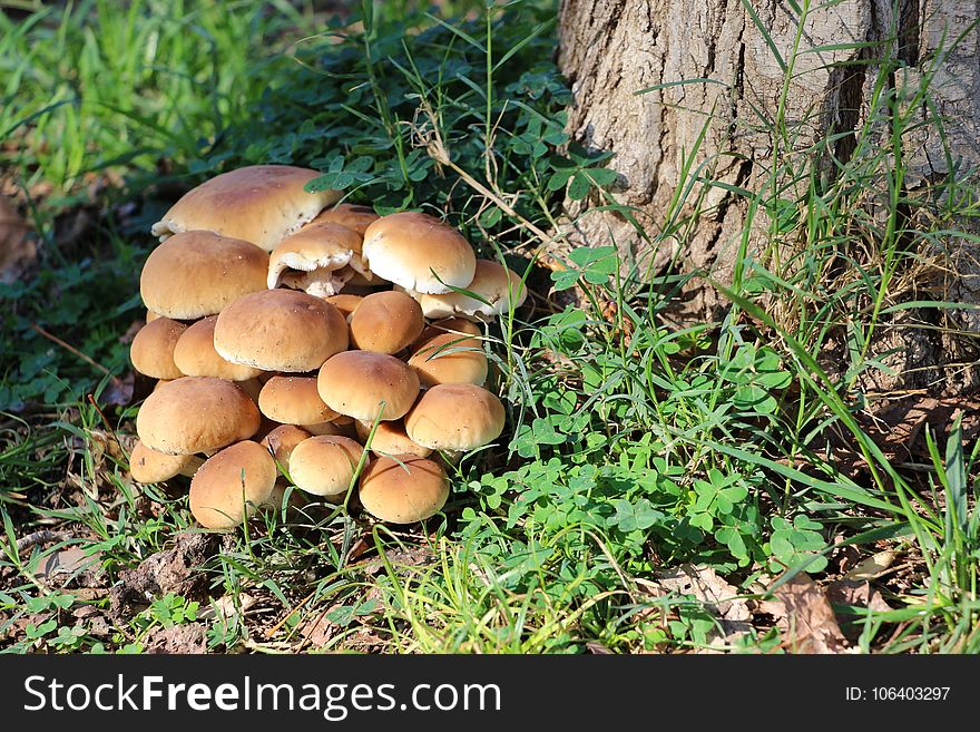 Mushroom, Fungus, Penny Bun, Edible Mushroom