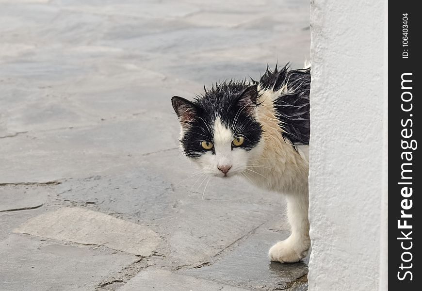 Cat, Small To Medium Sized Cats, Cat Like Mammal, Whiskers