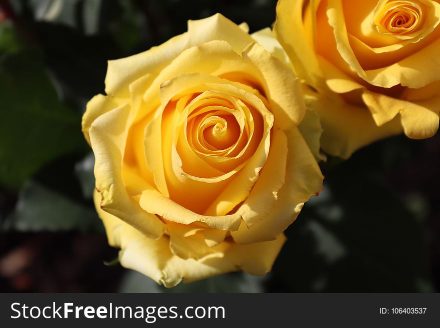 Rose, Flower, Rose Family, Yellow
