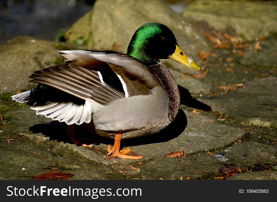 Bird, Duck, Mallard, Water Bird