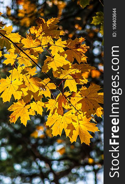 Leaf, Yellow, Maple Leaf, Autumn