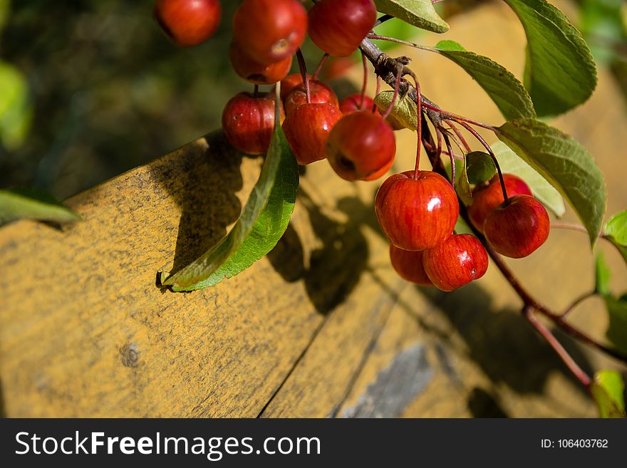 Fruit, Cherry, Berry, Plant