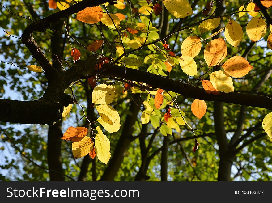 Leaf, Tree, Autumn, Branch