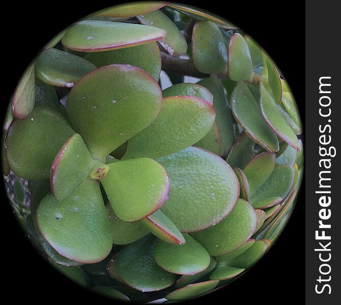 Crassula Ovate Is A Globe Full Of Jade Plant, 1.