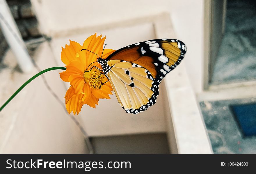 Shallow Focus Photography of Brown Black and Yellow Butterfly on Yellow Flower