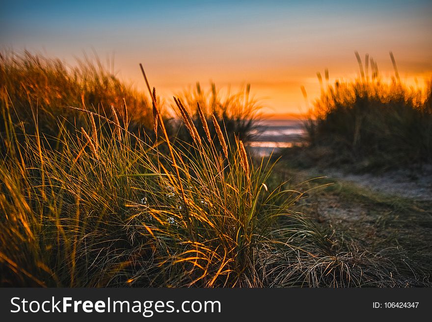 Green Grass Beside Sea