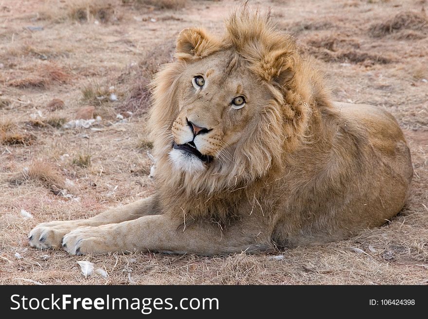 Lion, Free, Stock