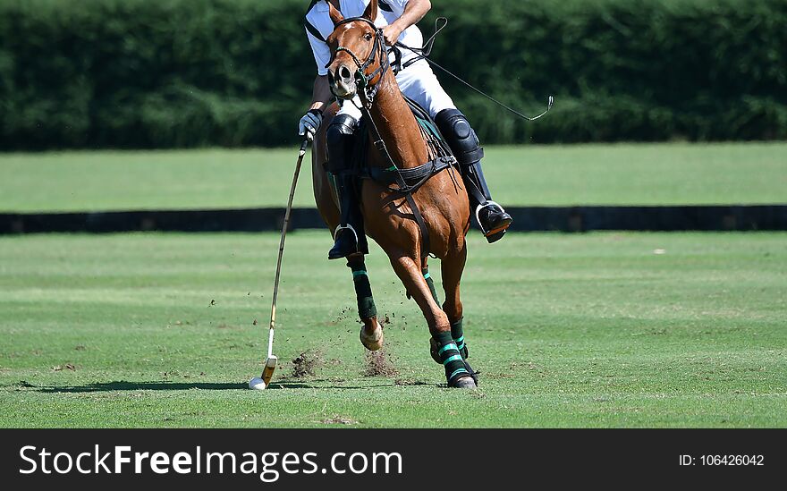 Horse polo player use a mallet hit ball in tournament.