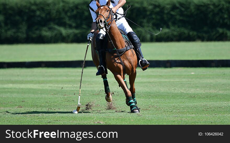 Horse Polo Player Use A Mallet Hit Ball