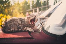Sleepy Cat Yawning Stock Images