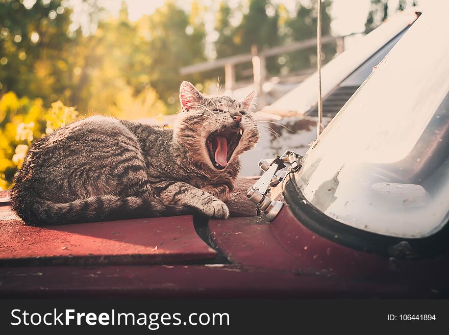 Sleepy cat yawning on an old car