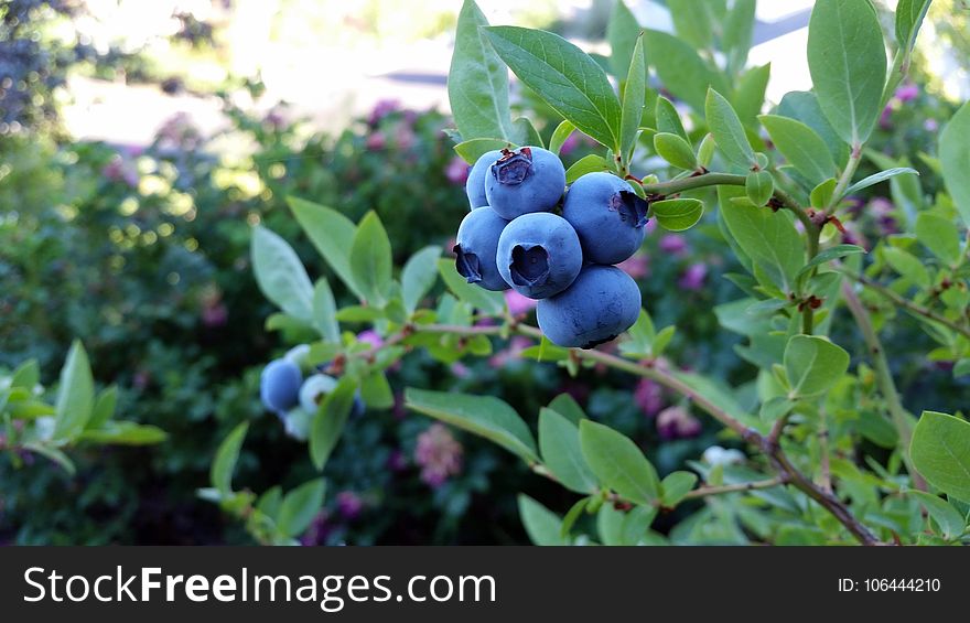 Plant, Blueberry, Fruit, Berry