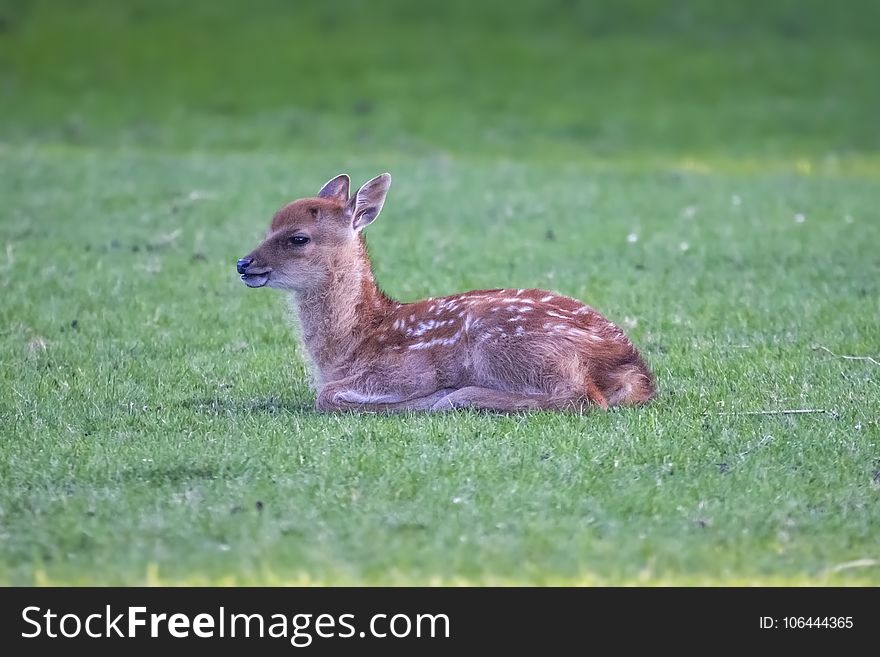 Wildlife, Deer, Fauna, Mammal