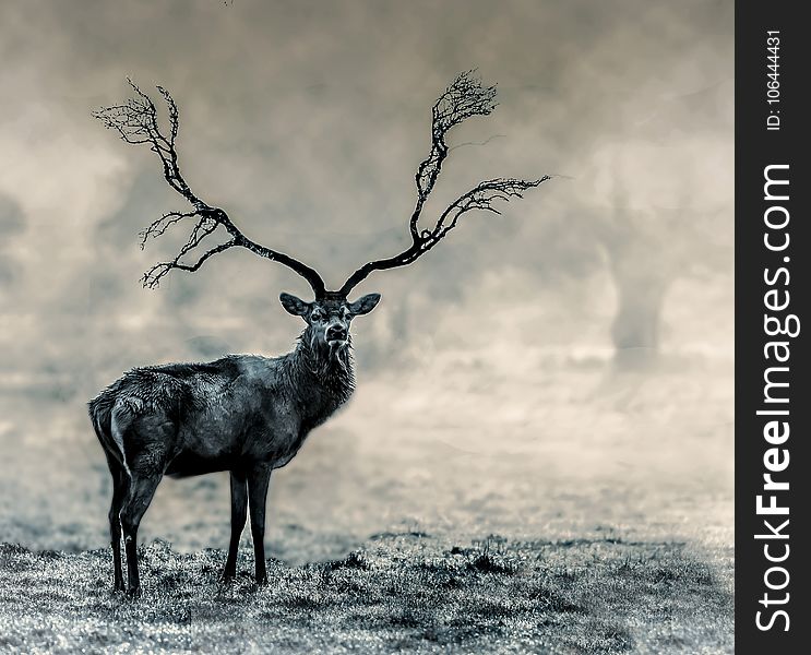 Wildlife, Black And White, Deer, Fauna