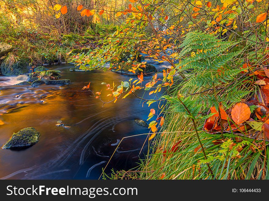 Water, Nature, Leaf, Reflection