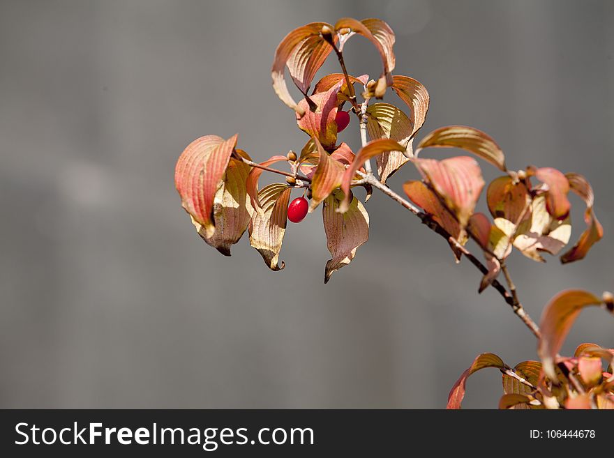 Flora, Leaf, Plant, Branch