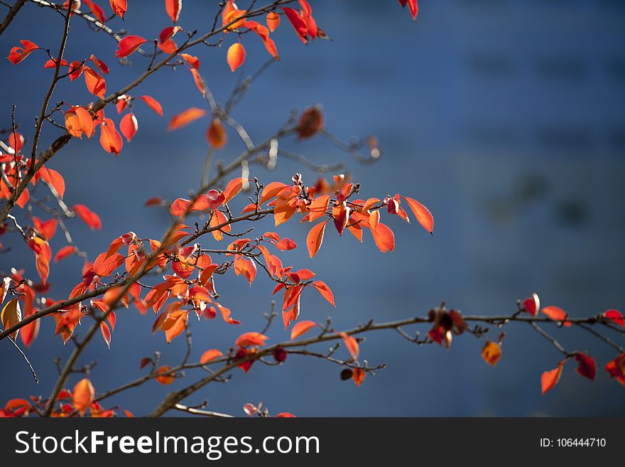 Red, Branch, Sky, Nature