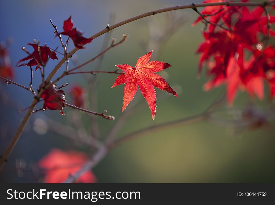 Leaf, Maple Leaf, Red, Autumn