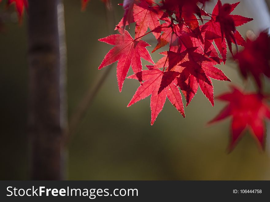 Leaf, Red, Maple Leaf, Autumn