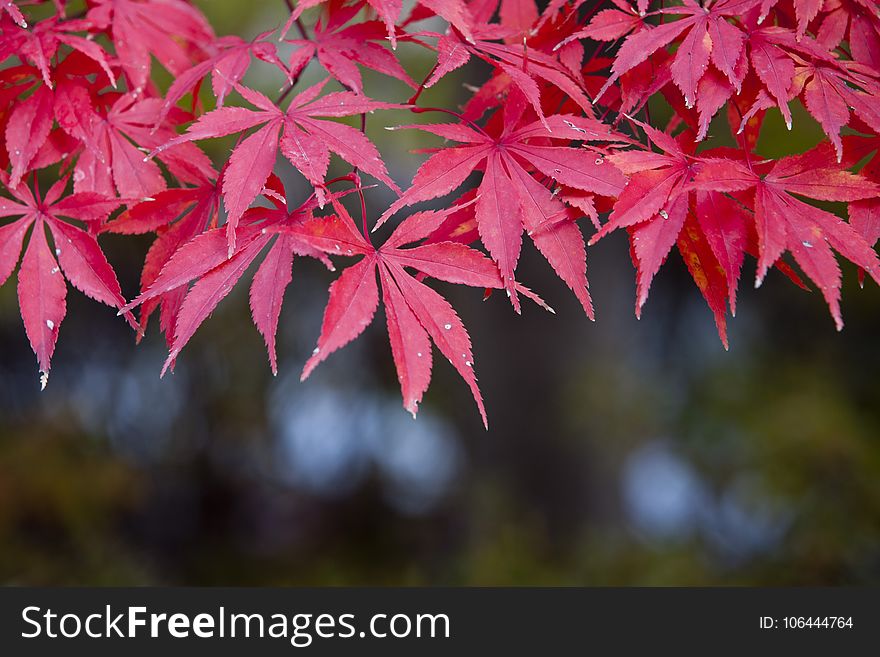 Leaf, Maple Leaf, Autumn, Maple Tree
