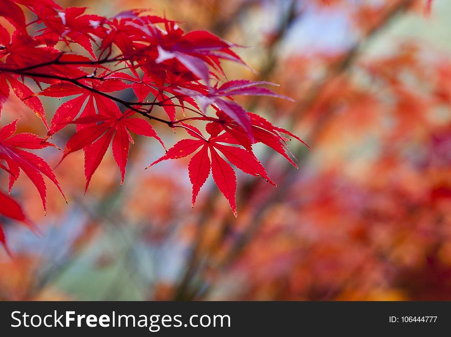 Red, Leaf, Maple Leaf, Autumn