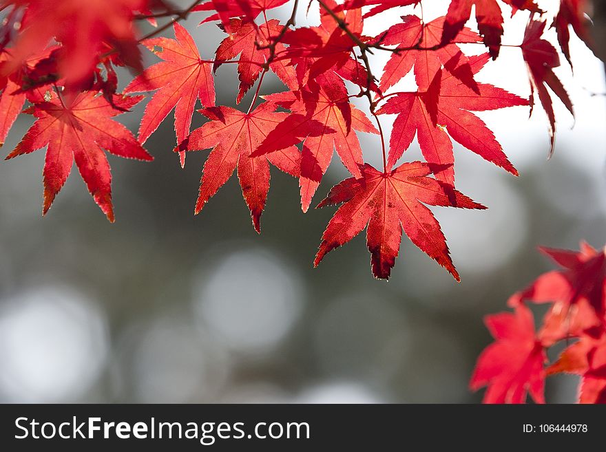 Maple Leaf, Red, Leaf, Autumn