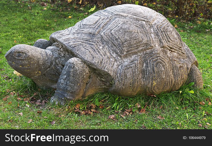 Tortoise, Turtle, Terrestrial Animal, Grass