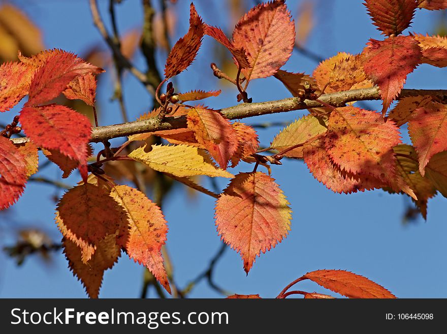 Leaf, Autumn, Branch, Deciduous