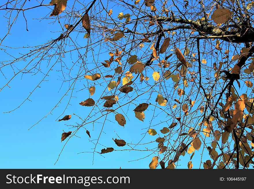 Branch, Tree, Sky, Leaf