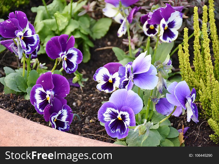 Flower, Plant, Flowering Plant, Purple