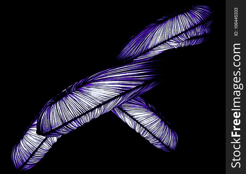 Feather, Purple, Wing, Organism