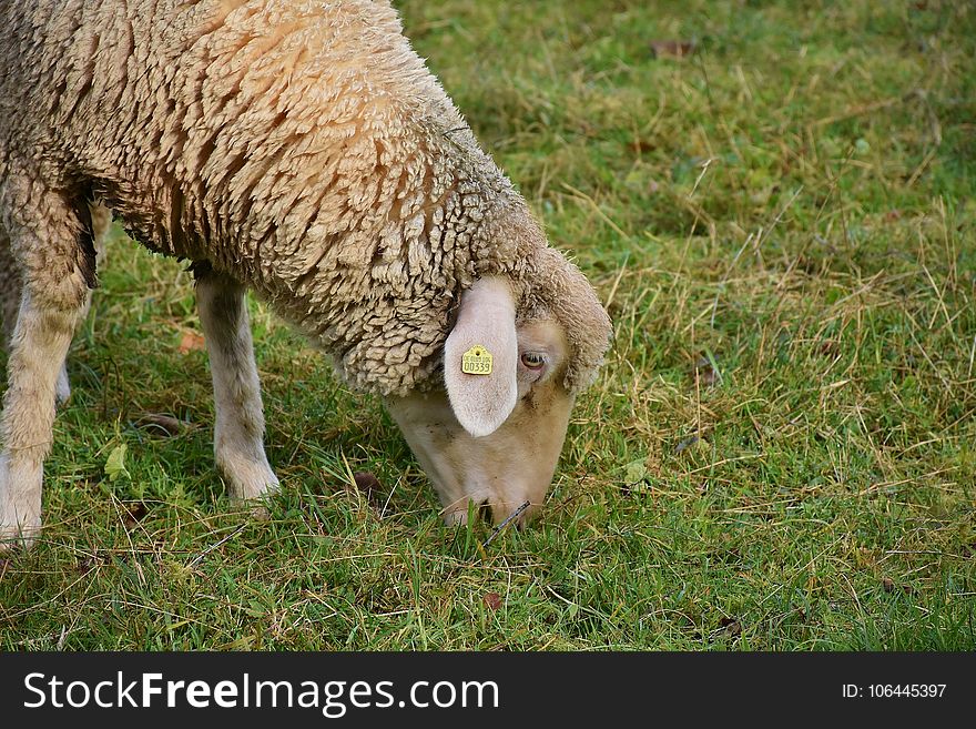 Sheep, Mammal, Grass, Pasture