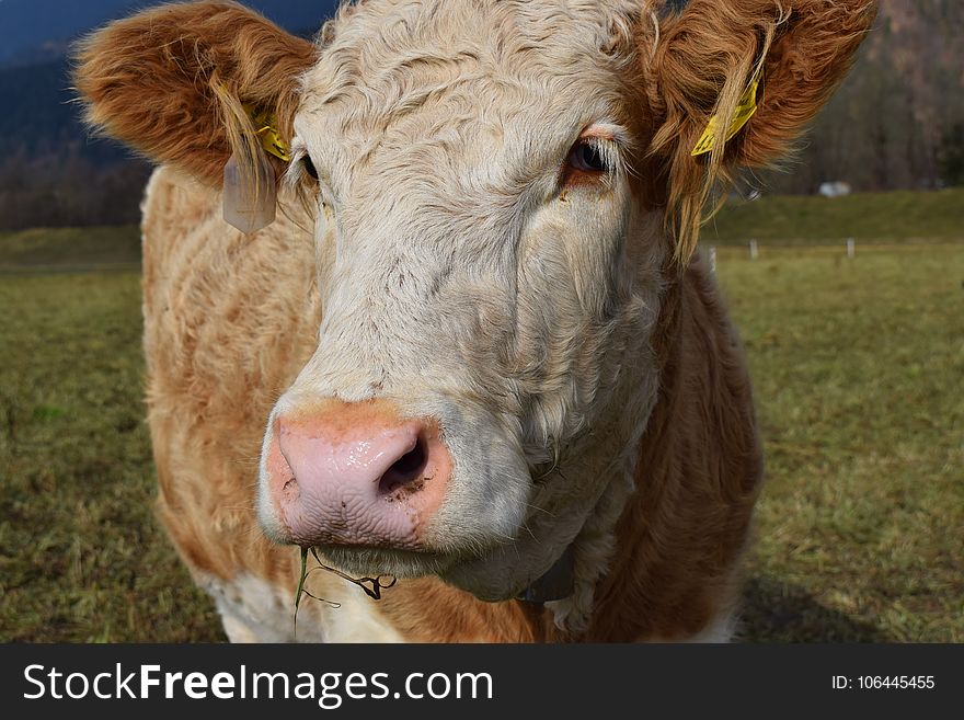 Cattle Like Mammal, Fauna, Horn, Dairy Cow