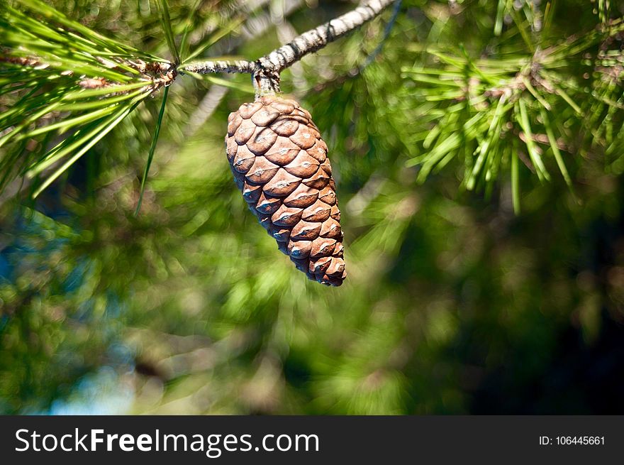 Tree, Pine Family, Conifer, Conifer Cone