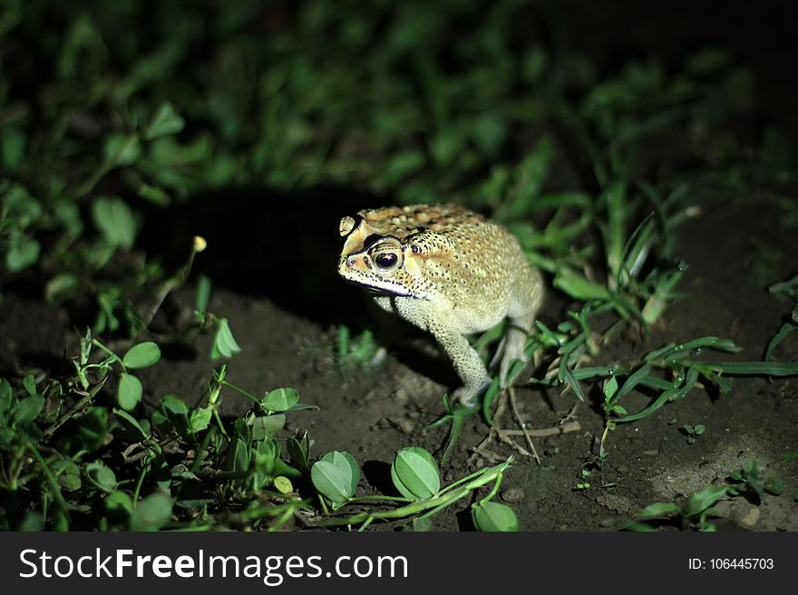 Toad, Fauna, Amphibian, Frog