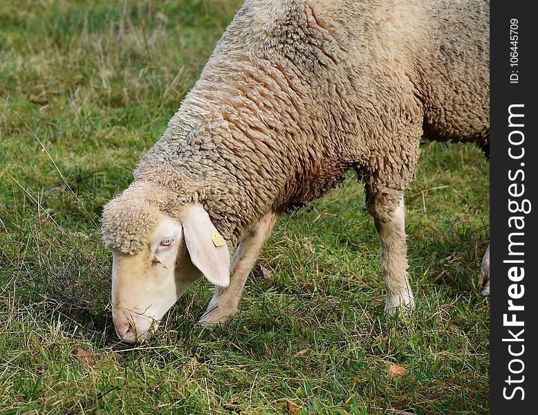 Sheep, Grazing, Pasture, Grass