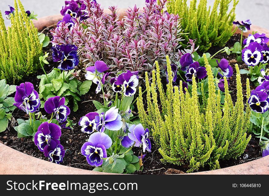 Plant, Flower, Flowering Plant, Purple