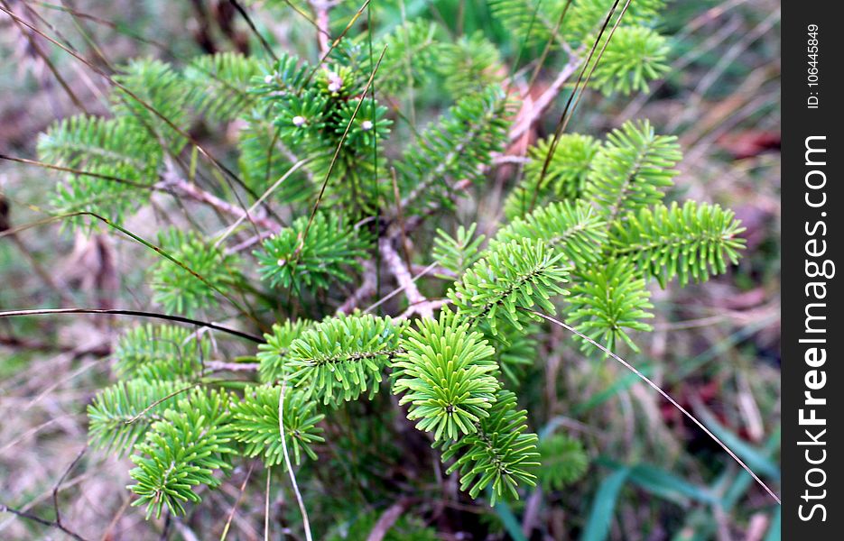 Vegetation, Pine Family, Plant, Fir