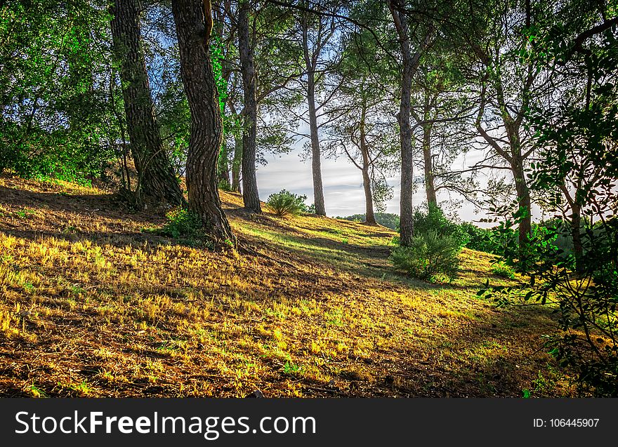 Nature, Tree, Woodland, Vegetation