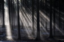 Sun Rays In The Autumn Foggy Forest Royalty Free Stock Images