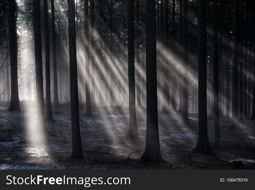 Sun rays in the autumn foggy mountain forest in the Jizera Mountains in the Czech Republic. Sun rays in the autumn foggy mountain forest in the Jizera Mountains in the Czech Republic