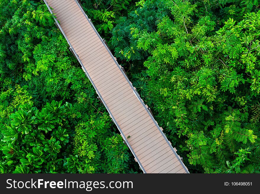 Brown walkway over the forest