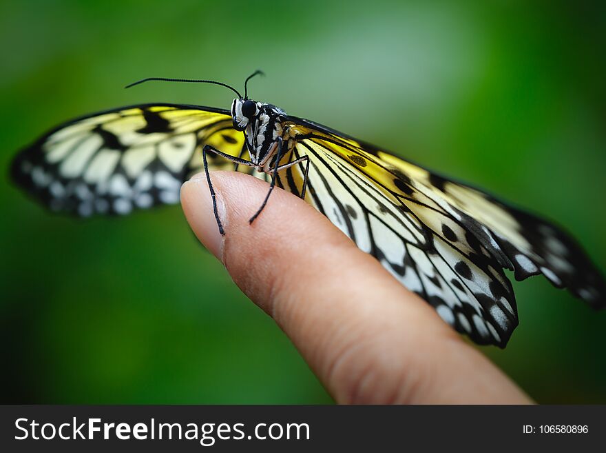 Closeup The Butterfly on finger