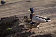 Two Ducks Are Walking Near The Pond In The Park Royalty Free Stock Photography