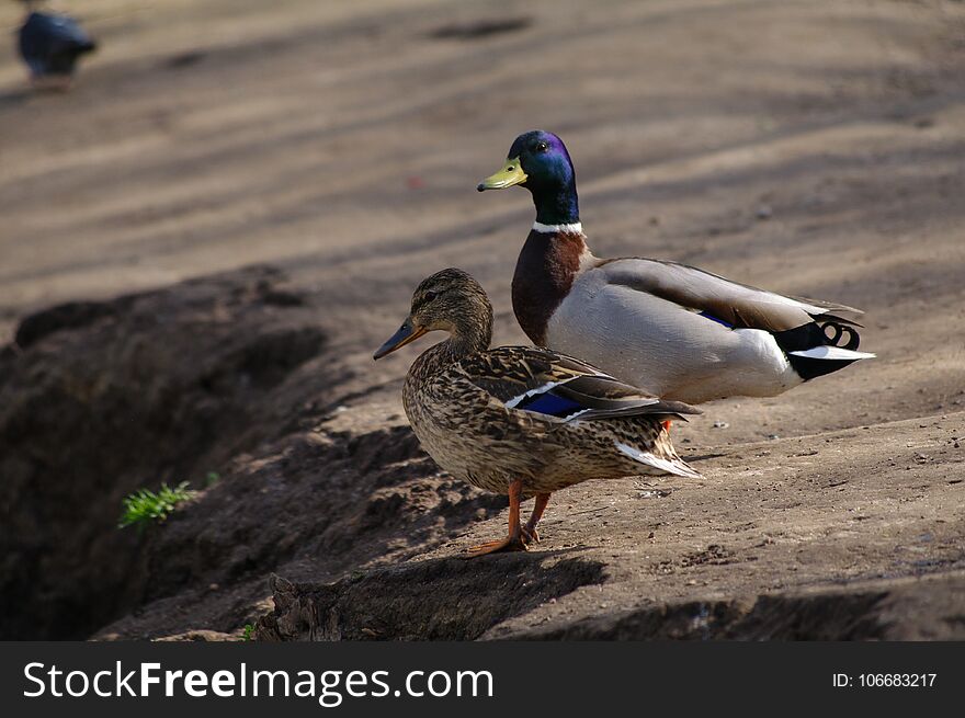 Two ducks are walking near the pond in the park