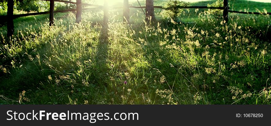 Sun rays covering green garden. Sun rays covering green garden