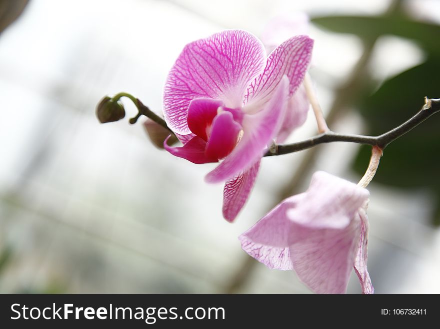 Flower, Pink, Flora, Flowering Plant