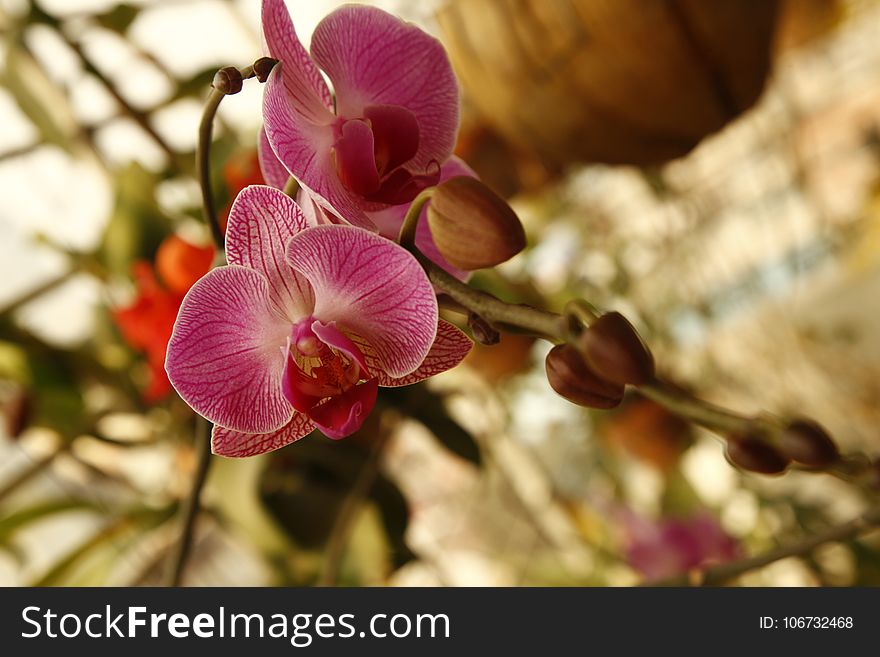 Flower, Pink, Flora, Plant